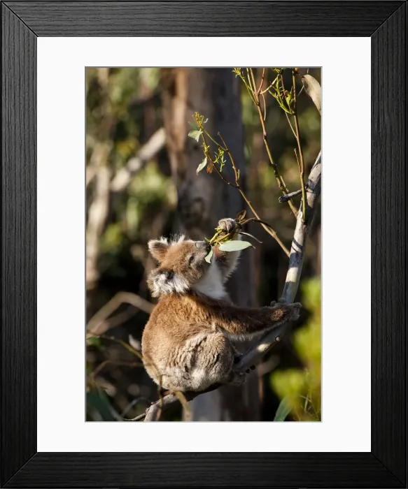 Framed Print : DDE-90026211