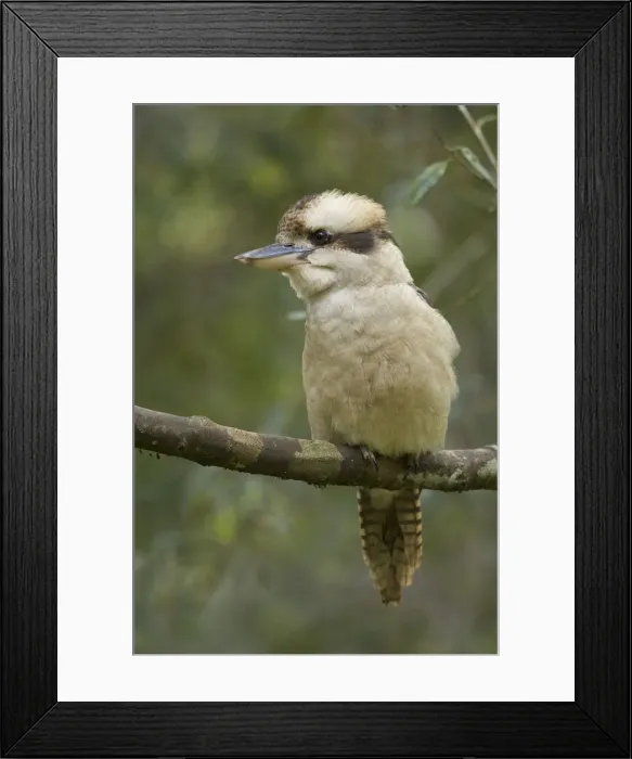 Framed Print : DDE-90026216 Framed Print : DDE-90026216