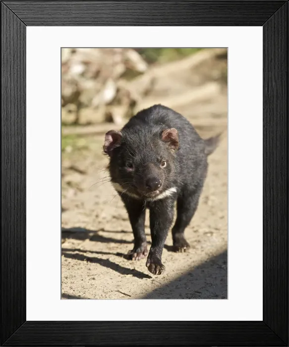Framed Print : DDE-90026218 Framed Print : DDE-90026218