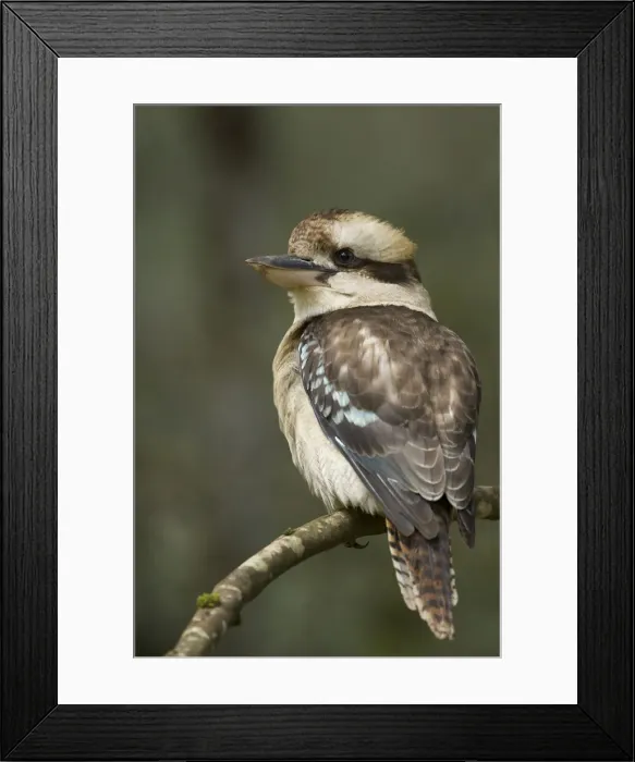 Framed Print : DDE-90026217 Framed Print : DDE-90026217