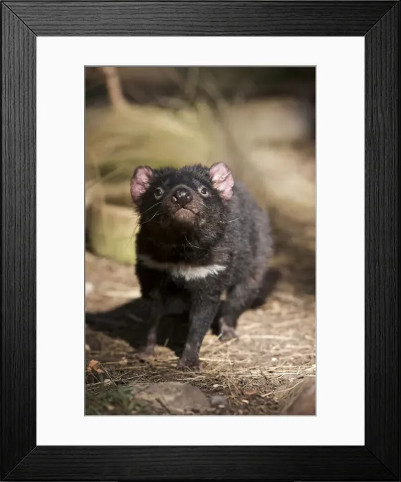 Framed Print : DDE-90026219 Framed Print : DDE-90026219