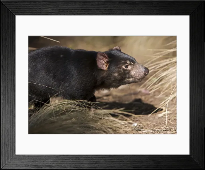 Framed Print : DDE-90026220