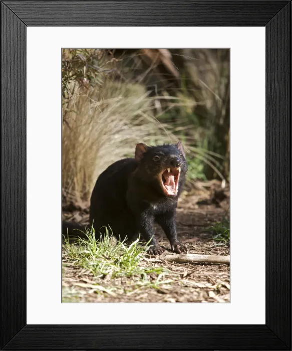 Framed Print : DDE-90026221 Framed Print : DDE-90026221