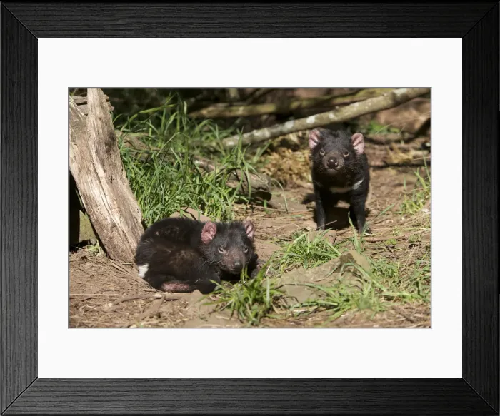 Framed Print : DDE-90026222 Framed Print : DDE-90026222