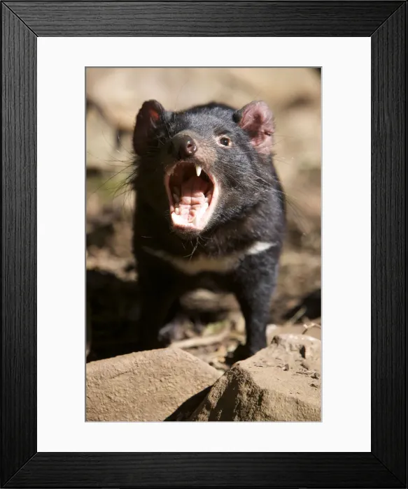 Framed Print : DDE-90026223 Framed Print : DDE-90026223