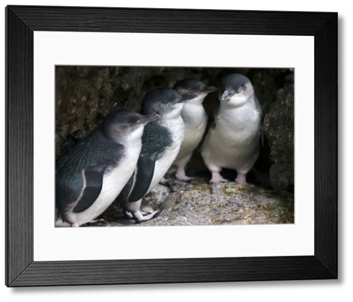 Framed Print : DDE-90026227