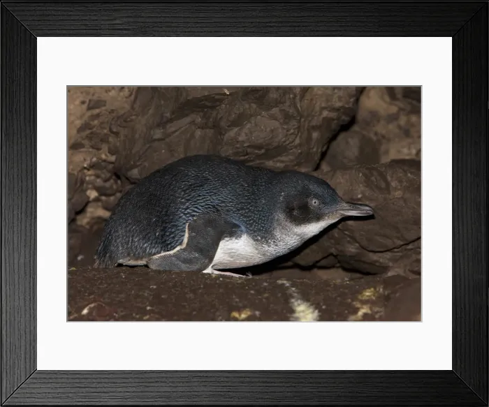 Framed Print : DDE-90026228 Framed Print : DDE-90026228