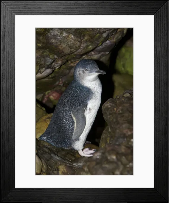 Framed Print : DDE-90026229 Framed Print : DDE-90026229