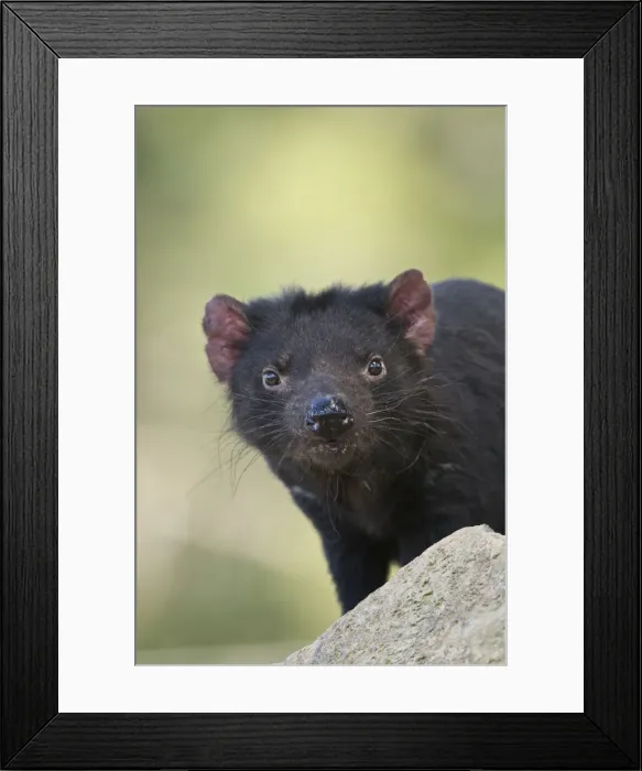 Framed Print : DDE-90026224