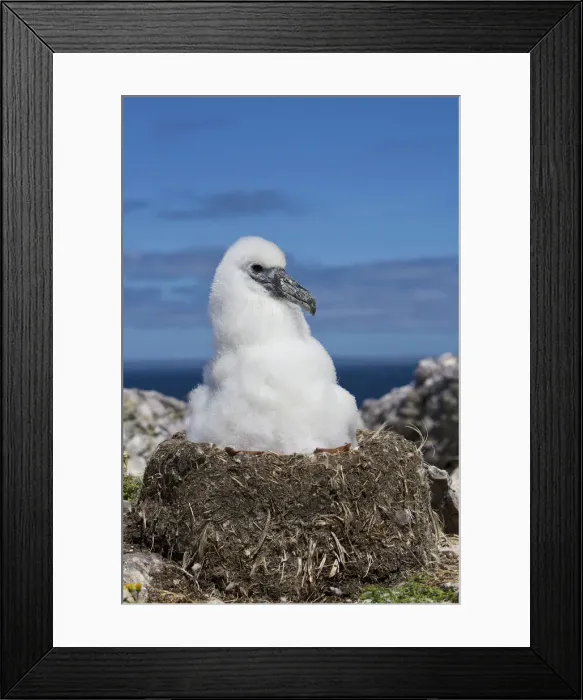 Framed Print : DDE-90026231 Framed Print : DDE-90026231