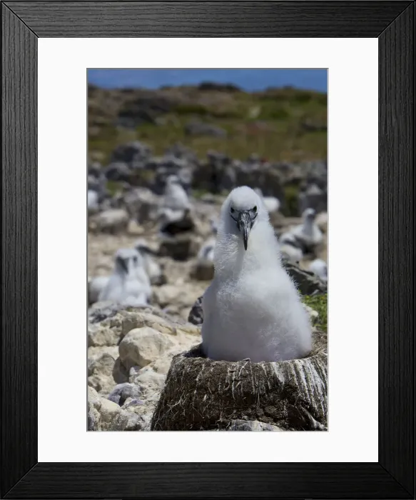 Framed Print : DDE-90026232 Framed Print : DDE-90026232