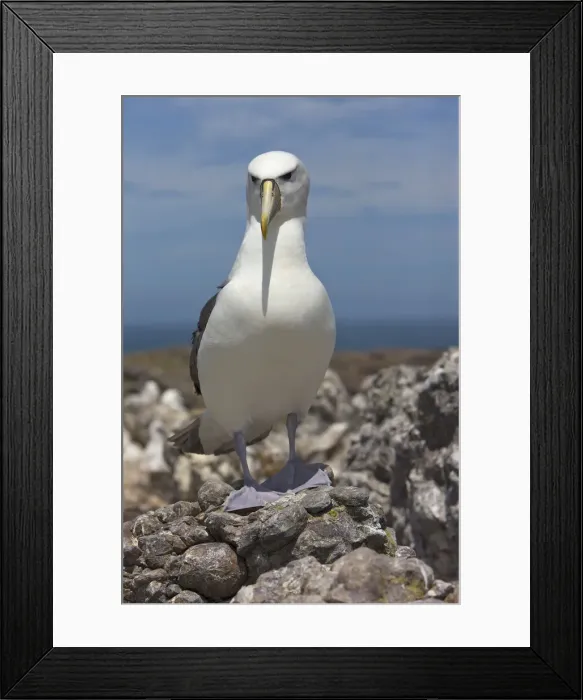 Framed Print : DDE-90026230 Framed Print : DDE-90026230