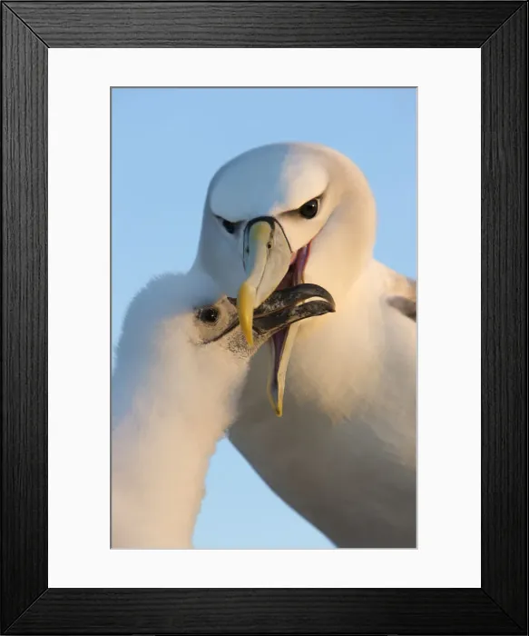 Framed Print : DDE-90026234 Framed Print : DDE-90026234