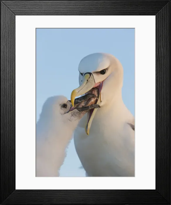 Framed Print : DDE-90026235 Framed Print : DDE-90026235