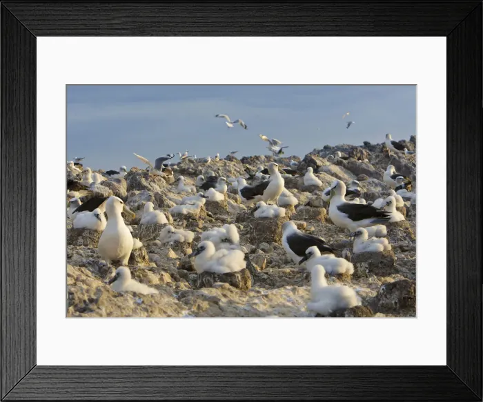 Framed Print : DDE-90026233 Framed Print : DDE-90026233