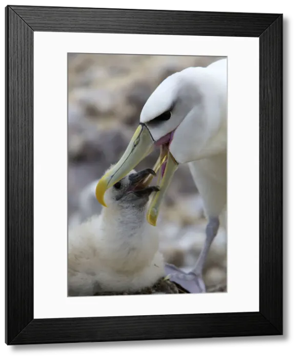 Framed Print : DDE-90026236