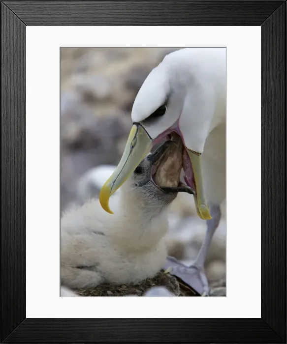 Framed Print : DDE-90026237 Framed Print : DDE-90026237