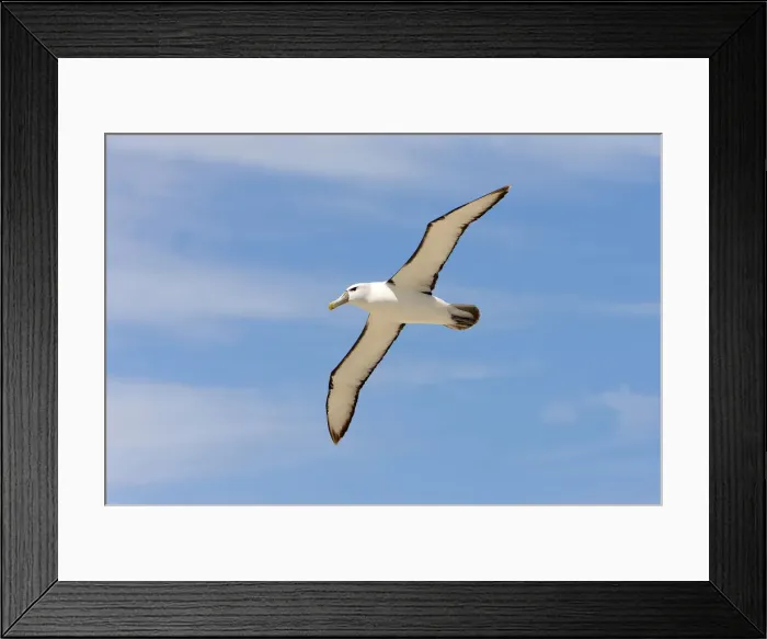 Framed Print : DDE-90026239