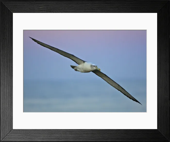 Framed Print : DDE-90026238 Framed Print : DDE-90026238