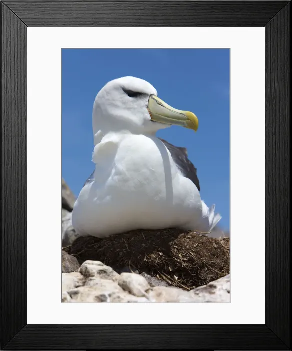 Framed Print : DDE-90026241 Framed Print : DDE-90026241
