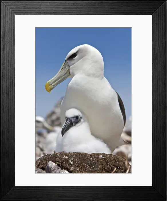 Framed Print : DDE-90026242