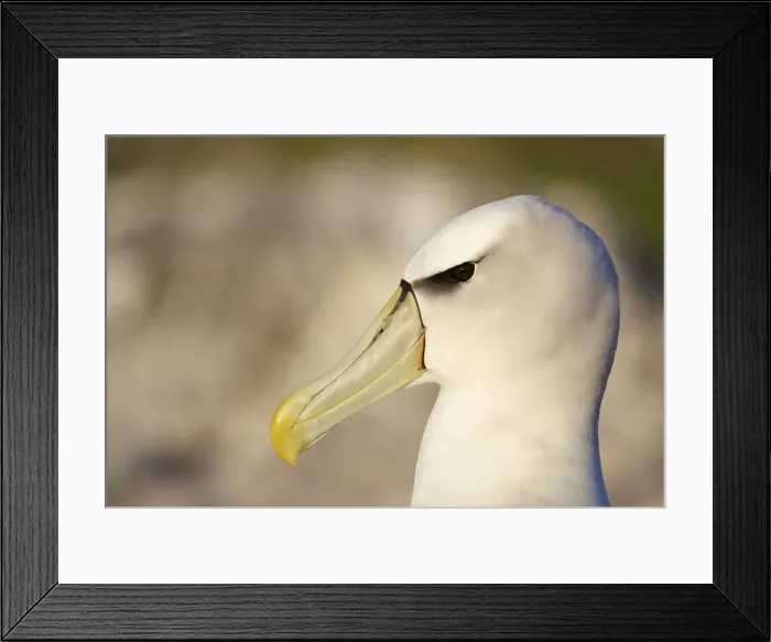 Framed Print : DDE-90026243 Framed Print : DDE-90026243