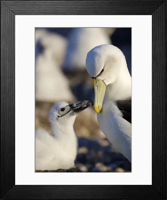 Framed Print : DDE-90026240 Framed Print : DDE-90026240