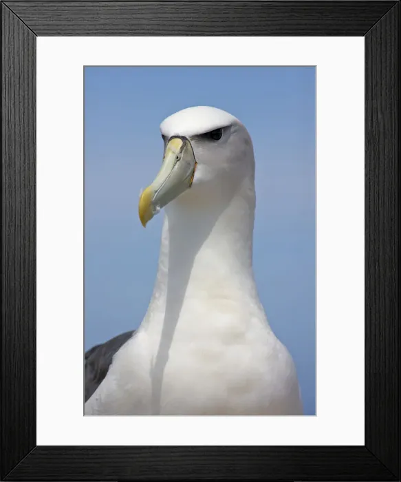 Framed Print : DDE-90026244 Framed Print : DDE-90026244