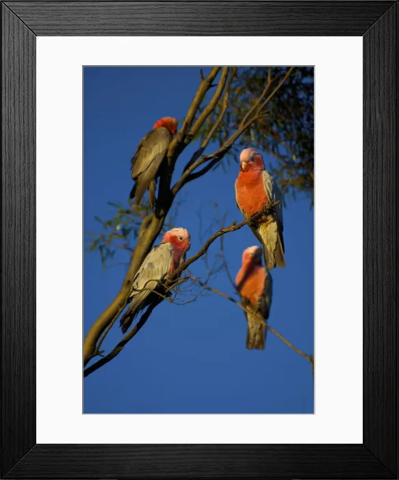 Framed Print : DDE-90026246 Framed Print : DDE-90026246
