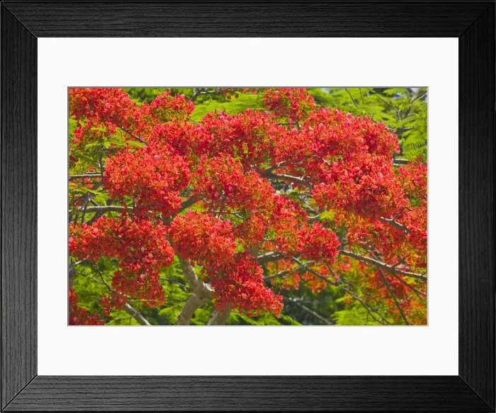 Framed Print : DDE-90026275 Framed Print : DDE-90026275
