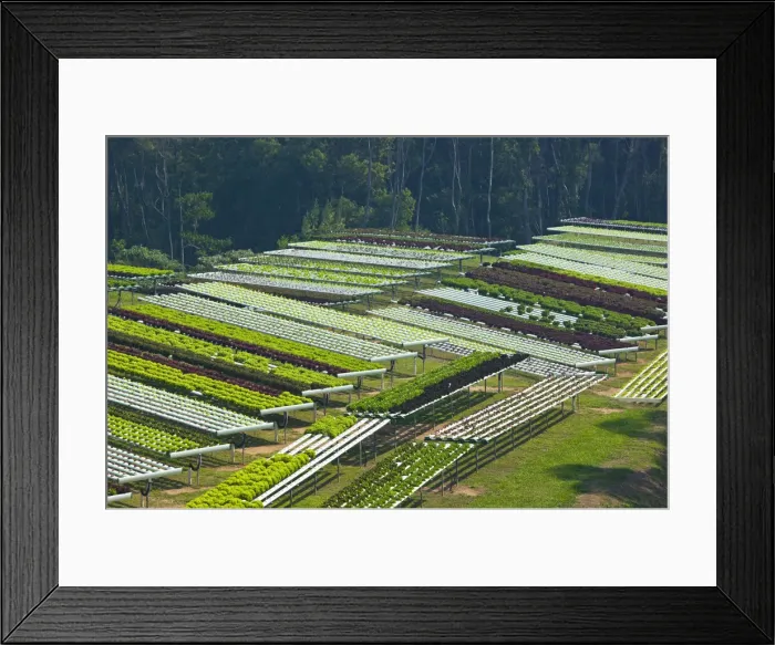 Framed Print : DDE-90026283 Framed Print : DDE-90026283