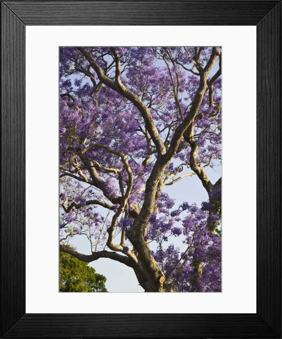 Framed Print : DDE-90026304 Framed Print : DDE-90026304