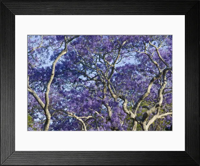 Framed Print : DDE-90026305 Framed Print : DDE-90026305