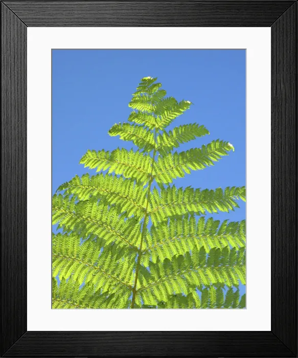 Framed Print : DDE-90026325 Framed Print : DDE-90026325