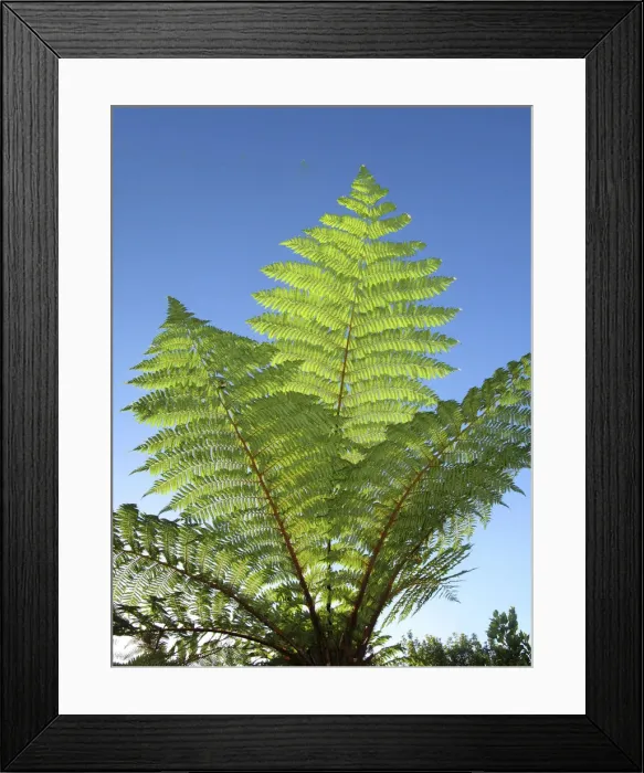Framed Print : DDE-90026324 Framed Print : DDE-90026324