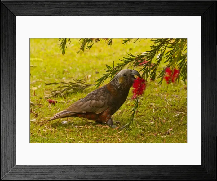 Framed Print : DDE-90026327 Framed Print : DDE-90026327