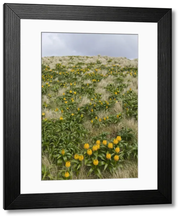 Framed Print : DDE-90026344 Framed Print : DDE-90026344
