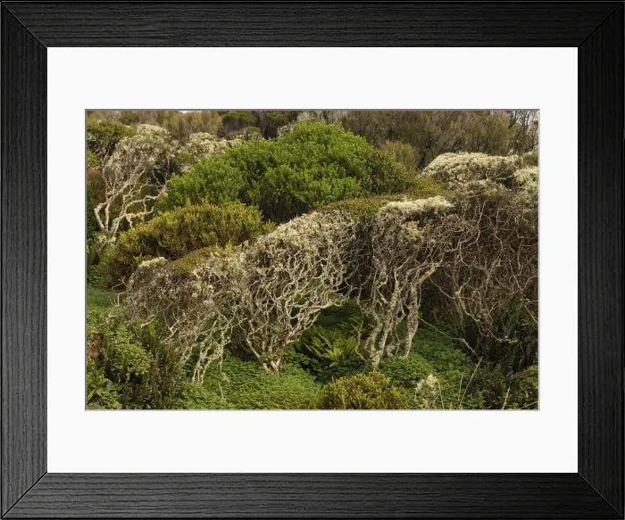 Framed Print : DDE-90026345 Framed Print : DDE-90026345