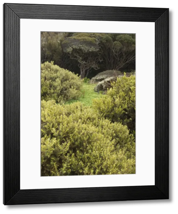 Framed Print : DDE-90026346