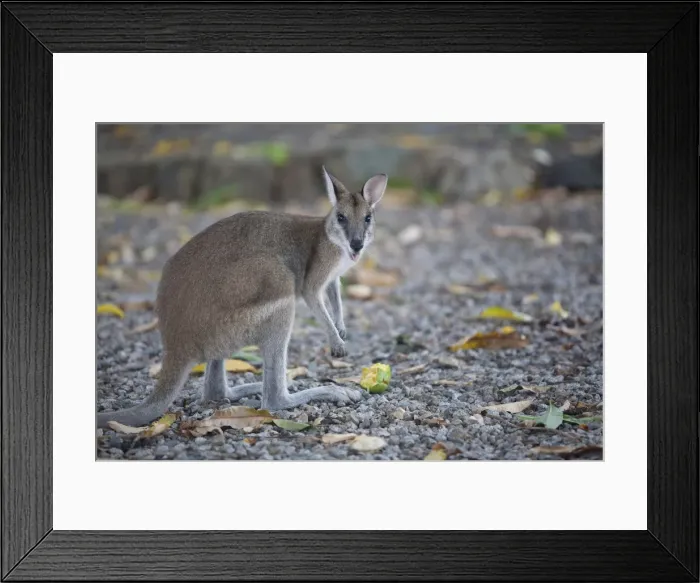 Framed Print : DDE-90026349 Framed Print : DDE-90026349
