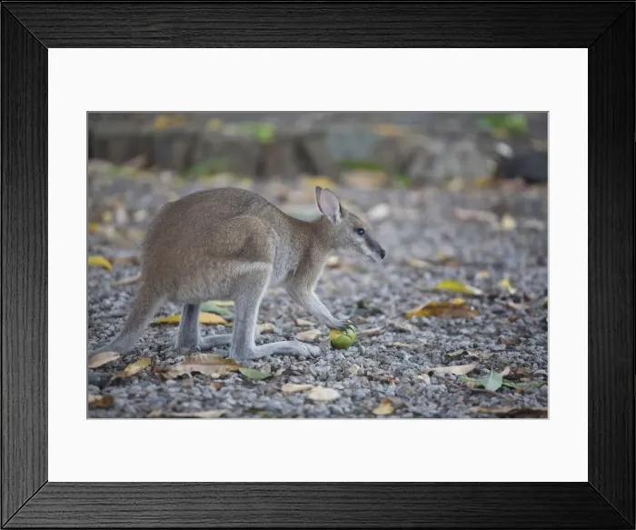 Framed Print : DDE-90026348 Framed Print : DDE-90026348