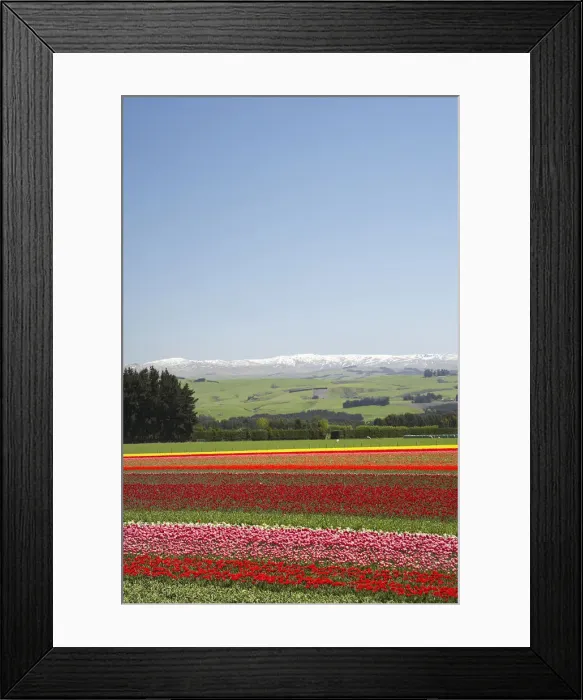 Framed Print : DDE-90026360 Framed Print : DDE-90026360