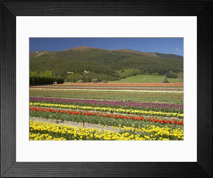 Framed Print : DDE-90026361 Framed Print : DDE-90026361