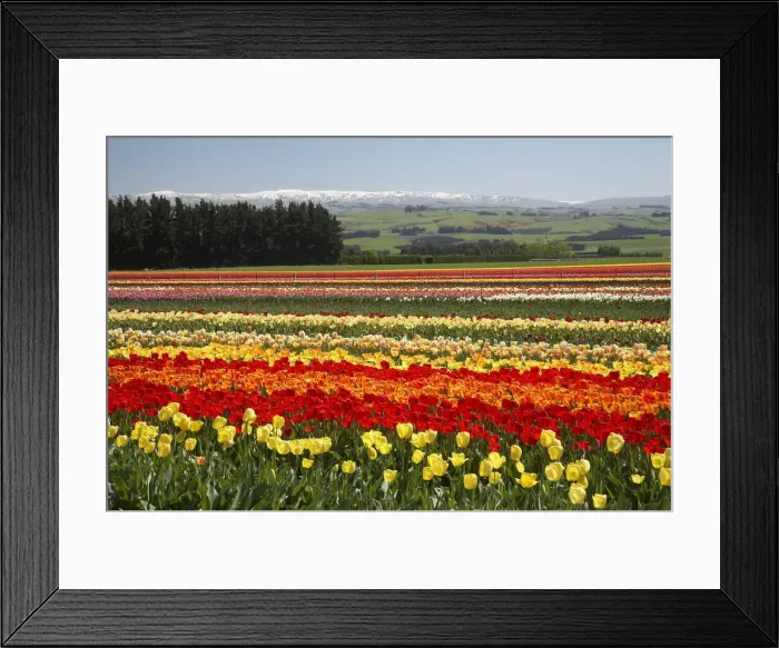 Framed Print : DDE-90026363 Framed Print : DDE-90026363