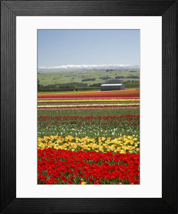 Framed Print : DDE-90026362 Framed Print : DDE-90026362
