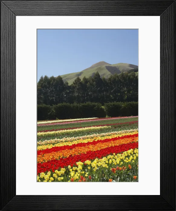 Framed Print : DDE-90026365 Framed Print : DDE-90026365