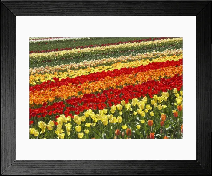 Framed Print : DDE-90026364 Framed Print : DDE-90026364