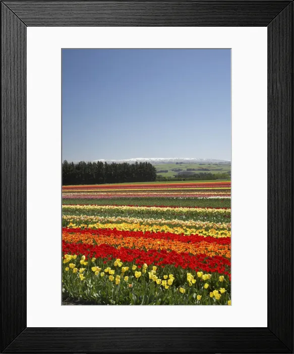 Framed Print : DDE-90026367 Framed Print : DDE-90026367