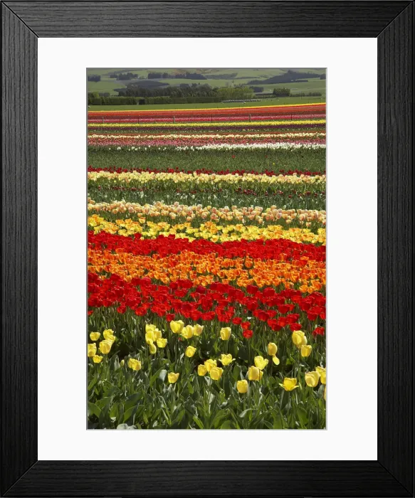 Framed Print : DDE-90026366 Framed Print : DDE-90026366