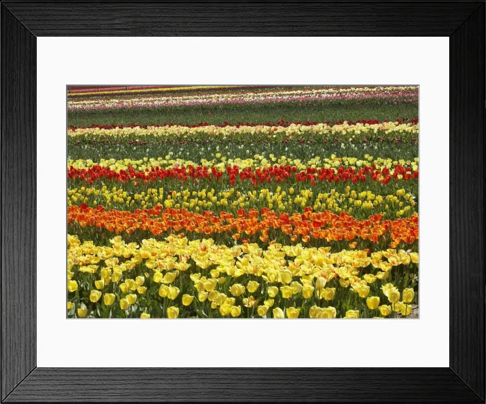 Framed Print : DDE-90026368 Framed Print : DDE-90026368